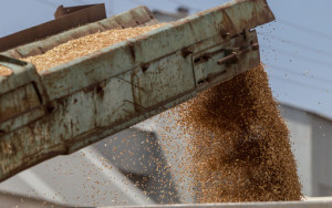 россия введет запрет на экспорт зерна и сахара в страны ЕАЭС до конца августа - фото - 1